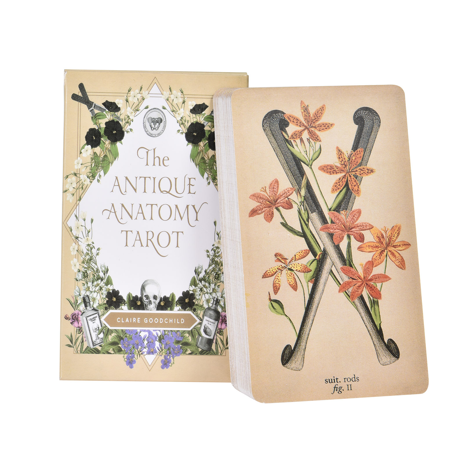 The Antique Anatomy Tarot Card - đánh giá và giá Tarot Deck With Guidebook